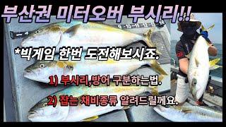 부산권 사이즈 좋은 부시리./부시리&방어 구별하는방법./