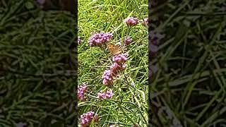 Butterfly arran brown or Erebia ligea in Dalarna Sweden #butterflies #butterfly #flowers