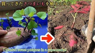 【さつまいも再生栽培】スーパーで買ってきたサツマイモを植えてみるとどうなる！？Sweet potato regeneration cultivation