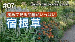 【園芸のプロが選ぶ宿根草】多種多様！多彩な夏の庭！珍しい品種が多め！ナチュラルガーデン！プロに学ぶ！東京パークガーデンアワード@代々木公園 Natural Perennial Garden