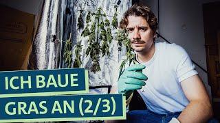 Ernte noch legal? Selbstexperiment Cannabis Anbau: Wie funktioniert's, was kann schief gehen? (2/3)