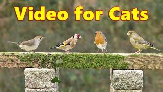 Cat TV ~ Birds on Stage Stimulation Videos for Cats to Watch