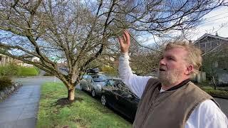 How to Prune Dogwood Trees & Shrubs - Seattle Arborist Chip Kennaugh