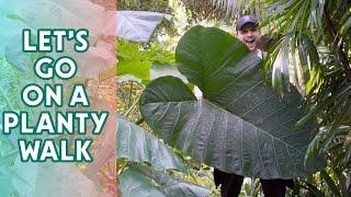 TRIP TO THE BOTANIC GARDEN SYDNEY - come on a planty walk with me #vlog #plantywalkandtalk