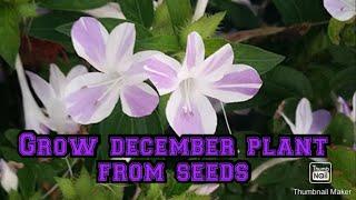 How to grow December flower plants from seeds #flowers #gardening #how