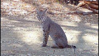 Of all the places in the forest a bobcat could sit for a spell...