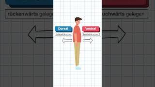 Weitere anatomische Lagebezeichnungen in 60 Sekunden erklärt #medizin #anatomie #medizinstudium