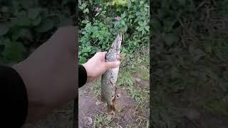 Small pike release