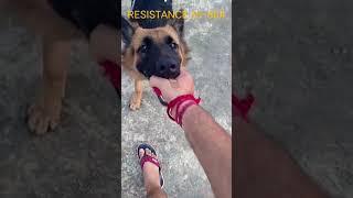 DOUBLE HOOK THUMB DRAW STRENGTH PRACTICE WITH 54 POUND GERMAN SHEPHERD HACHI