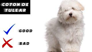 Coton de Tulear Pros And Cons | The Good And The Bad.