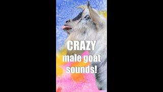 FUNNIEST Male Goat Sounds!