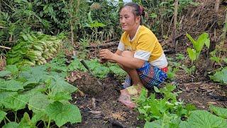 Harvesting the White Cabbage Garden on Phu Street to plant Super Rolled Luffa