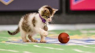 Mr. Slippers Goes Deep_ Kitten Bowl III