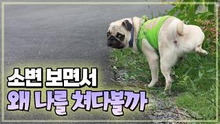 소변보면서 왜 나를 쳐다볼까?