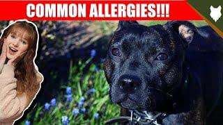 COMMON ALLERGIES FOR STAFFORDSHIRE BULL TERRIER