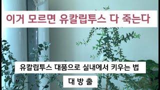 유칼립투스 키우는법 대방출-실내에서 대품으로 키워내기 (Eucalyptus)