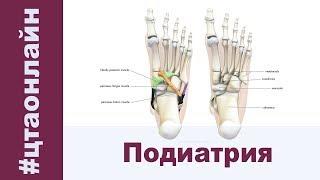 Подиатрия. Влияние положения стопы на организм