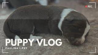 PUPPY VLOG: PORZĄDKI I WCZESNA STYMULACJA NEUROLOGICZNA | PAULINA I PSY