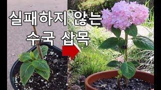 Hydrangea Cuttings . 수국 삽목- 겨울을 난 가지로 같은 해에 꽃피우는 수국 삽목