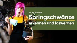 Springschwänze erkennen und bekämpfen | feey 