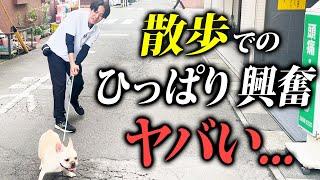 【犬しつけ】散歩の激ひっぱり、興奮、ひろい食いをプロドッグトレーナーがガチ改善