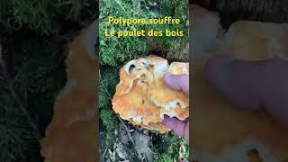 Laetiporus sulphureus le polypore souffre