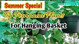 Top Permanent Plants For Hanging Basket