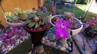 Gibbaeum Dispar - Bloom Close Timelapse - #aoxthegardener 