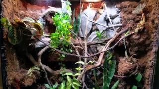 mixed reptile community tank experiment with emerald swifts and anoles