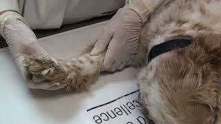 Diagnosing carpal hyperextension in a dog or cat