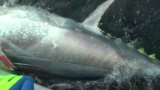 1000lb Bluefin Tuna PEI