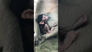 little baby monkey breastfeeding of mother #cutebabymonkey #newborn #mother #breastfeeding #little