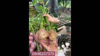  Măng Ngọt Tứ Quý - Cây Giống