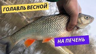 Голавль весной на куриную печень Ловля голавля весной на донки