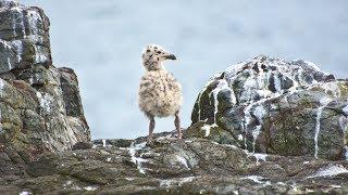 Why is Bird Poop White?
