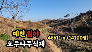 [매물번호 288번] 예천군 임야 호두나무 1500주이상 식재, 농막 있고 전기 물 있고 완만한경사에 염소사육가능.|영주옥토부동산 054.631.6100