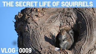 Life inside the Cottonwood Tree -Relax with Nature Sounds - VLOG 0009 - The Secret Life of Squirrels