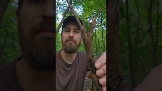 Foraging and cooking burdock root 