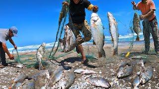 Pescador Afortunado Pesca Grandes Corvinas con Red - Pescando con mi Papá