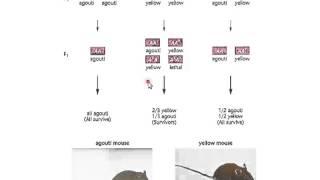 Recessive and Dominant Lethal Allele Lecture