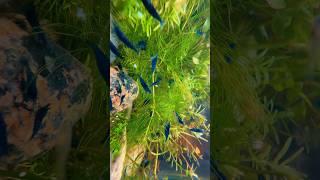 Blue dream shrimp tank abounding in population! #neocaridina #plantedtank #fish #iphone16promax