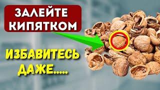 НЕ Мусор, а Лекарство на ВЕСЬ ЗОЛОТА! Как ПРАВИЛЬНО Использовать скорлупу Грецких Орехов