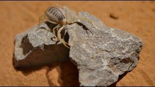 Scorpions in the Desert | California Academy of Sciences