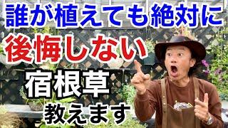 【これが大正解】花も葉も年中楽しめる宿根草教えます　　　　　　【カーメン君】【園芸】【ガーデニング】【初心者】