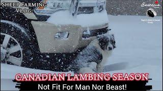 Brutal Blizzard Hits During Canadian Lambing Season!