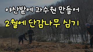 2월 단감나무 심는 방법 야산밭 과수원에 첫번째로 감나무 심기