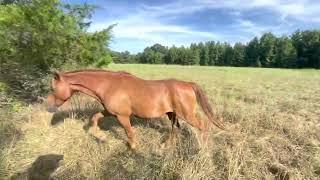 Step by step guide to adaptive grazing with horses. Save time & money & have happier horses.