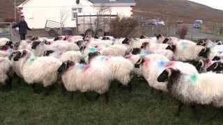 Ger Heraty: Sheep Roundup