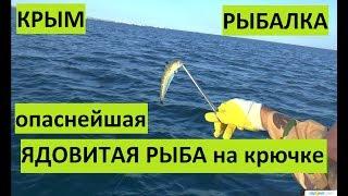 Крым. Самая ядовитая рыба Европы. Поймал морского дракона.