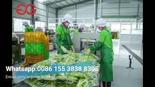 Vegetable Processing Plant-Lettuce Salad Washing Drying Packing Processing Equipment